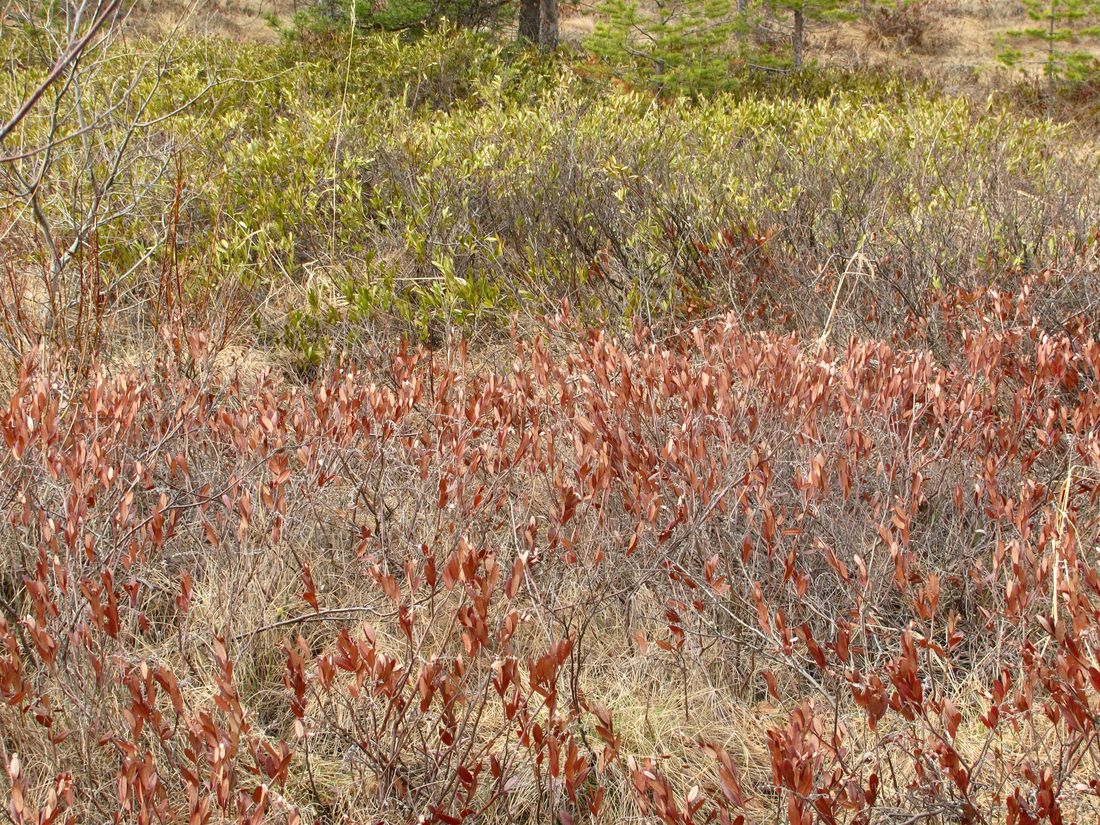 Image of Chamaedaphne calyculata specimen.