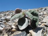 Hedysarum omissum. Зацветающее растение. Южный Казахстан, хребет Сырдарьинский Каратау, верх перевала Турлан, каменистый гребень гор, известняки. 9 мая 2017 г.