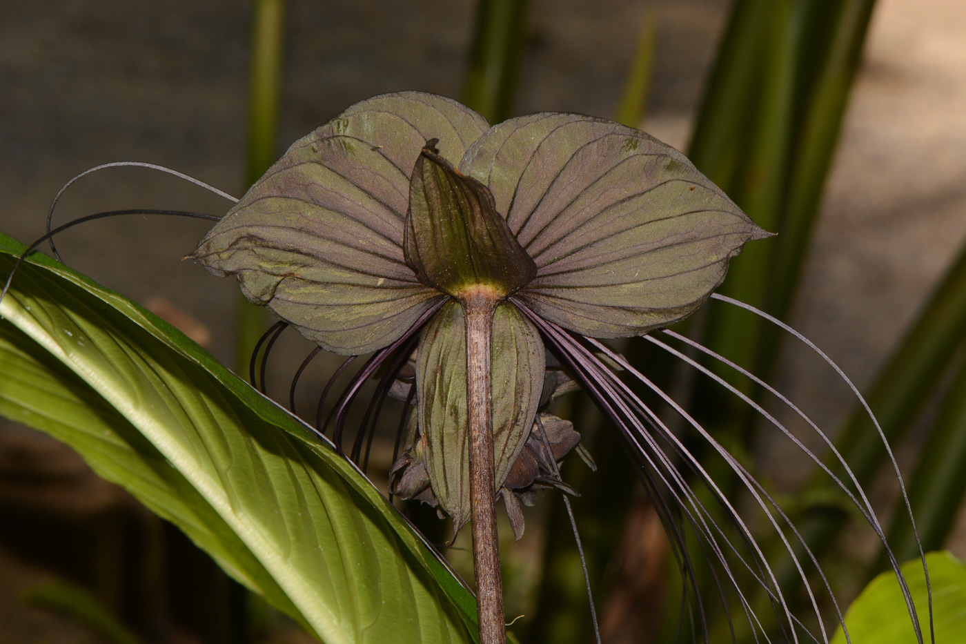 Image of Tacca chantrieri specimen.