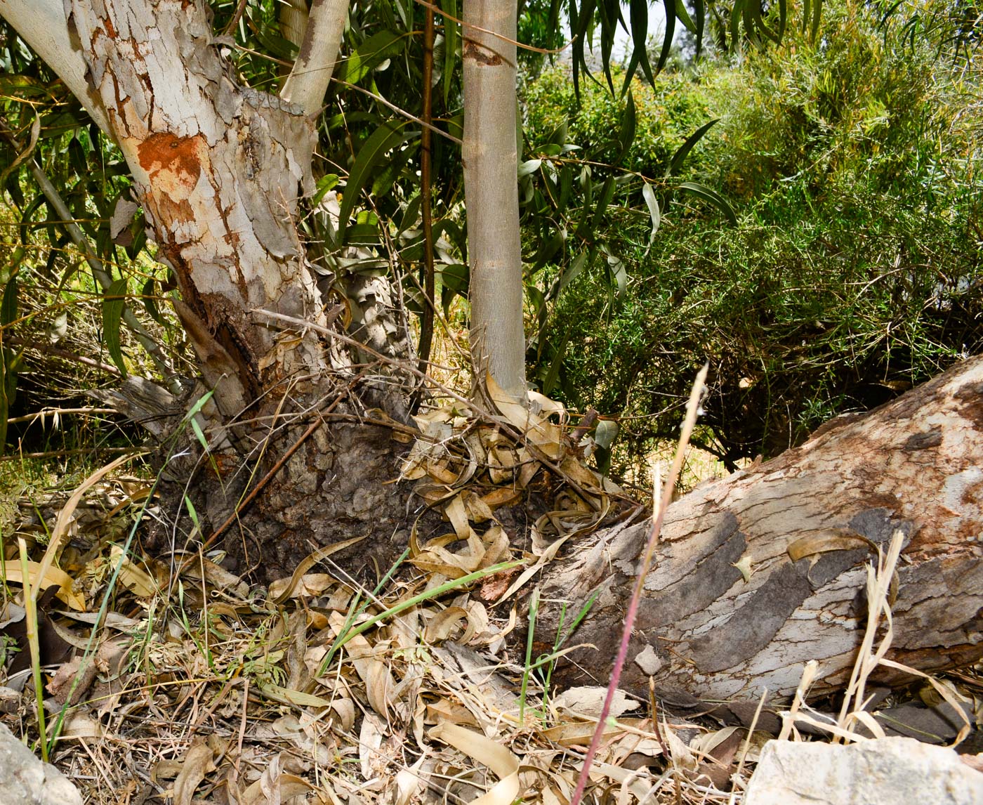 Image of Eucalyptus erythrocorys specimen.