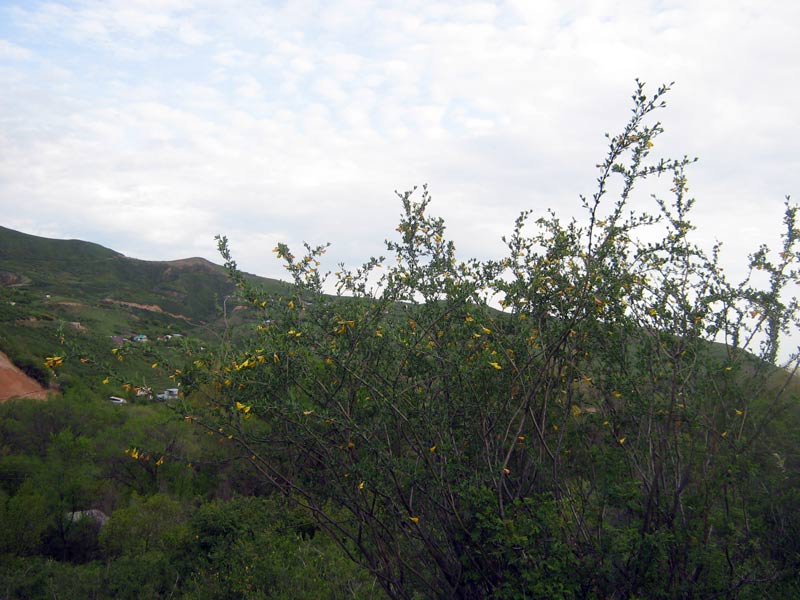 Image of Caragana camilli-schneideri specimen.