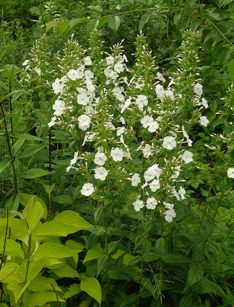 Image of Phlox maculata specimen.