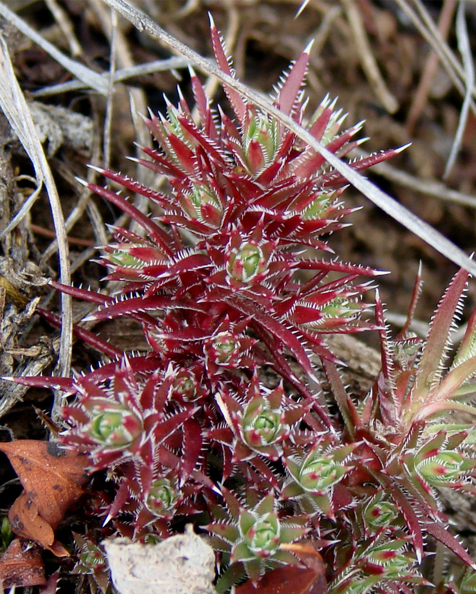 Изображение особи Saxifraga bronchialis.