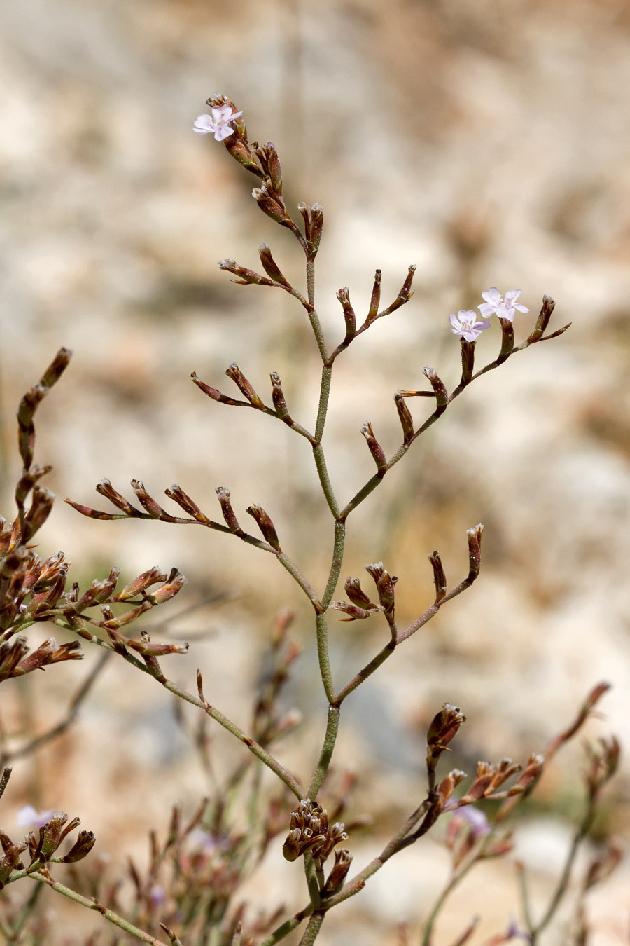 Изображение особи Limonium roridum.