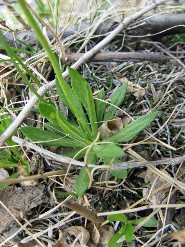 Image of Primula serrata specimen.