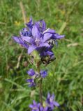 Campanula farinosa. Соцветие с сидящим слепнем-пестряком (Chrysops). Марий Эл, г. Йошкар-Ола, Сосновая роща, разнотравный луг. 02.08.2018.