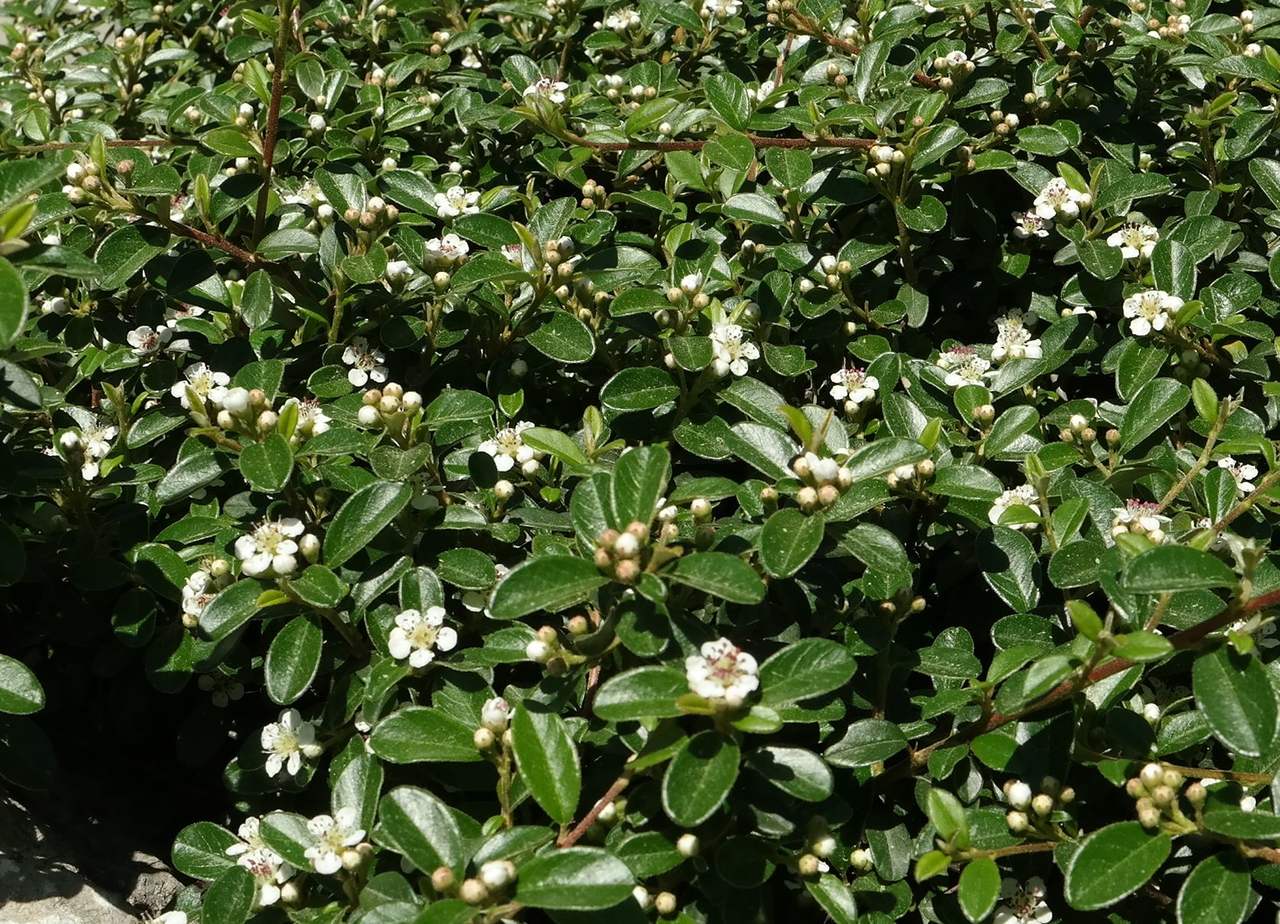 Image of genus Cotoneaster specimen.