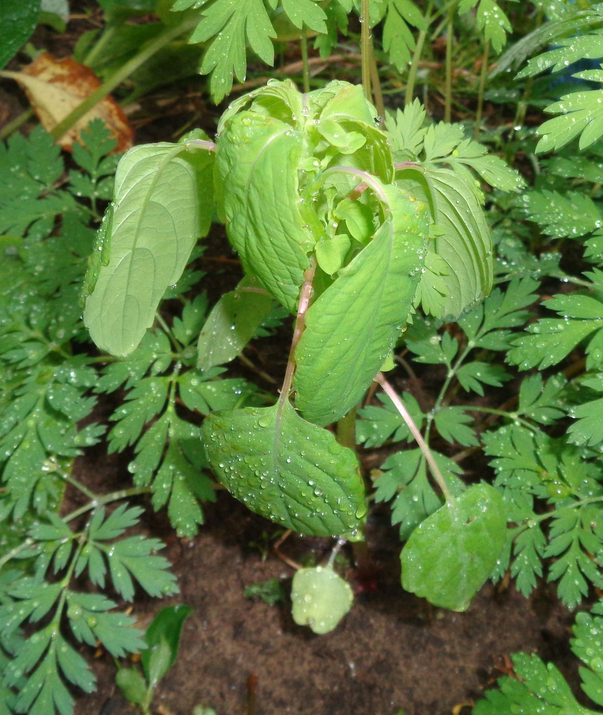 Image of Impatiens noli-tangere specimen.