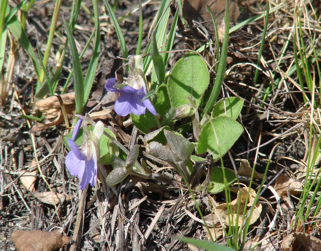 Image of Viola rupestris specimen.