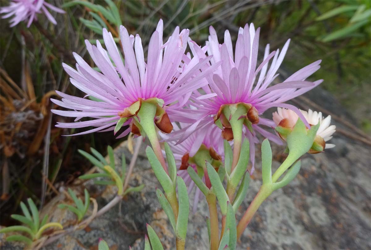 Изображение особи Lampranthus falcatus.