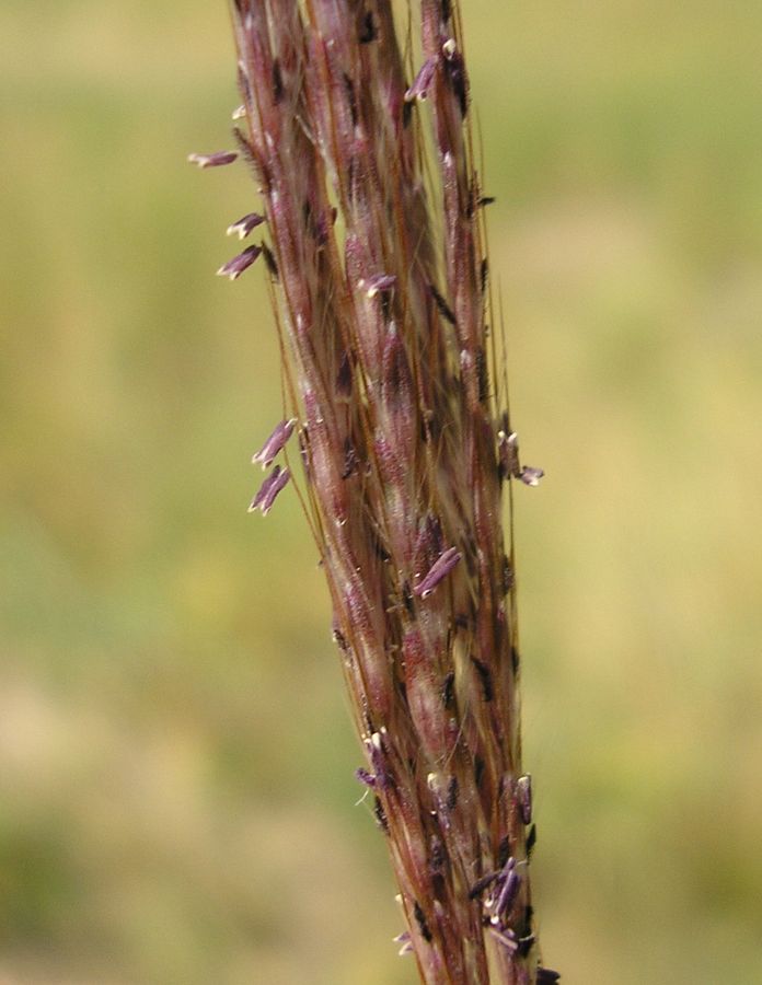 Image of Bothriochloa ischaemum specimen.