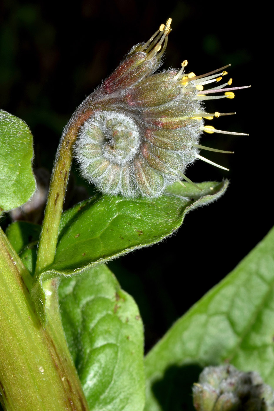 Изображение особи Solenanthus circinnatus.