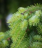 Picea omorika