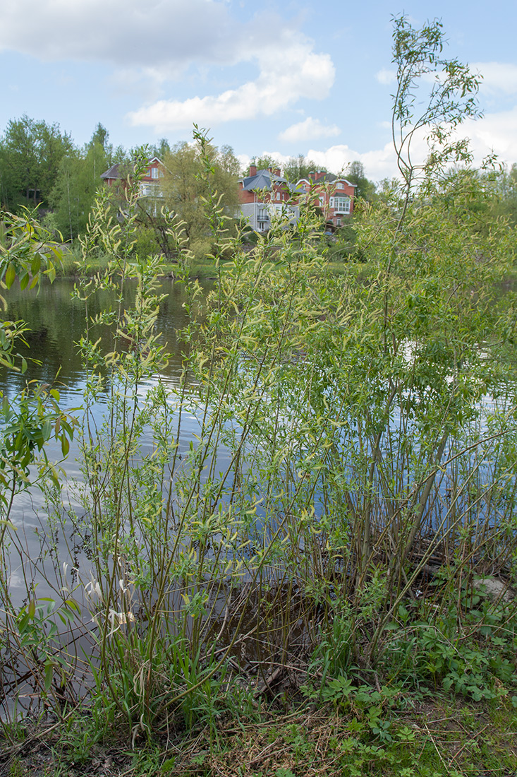 Image of Salix triandra specimen.