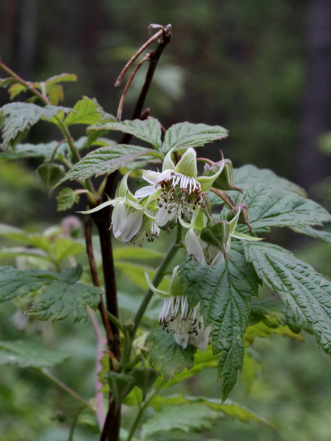 Изображение особи Rubus idaeus.