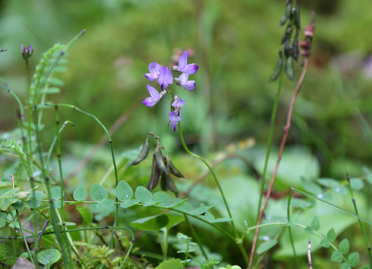 Image of Astragalus alpinus specimen.