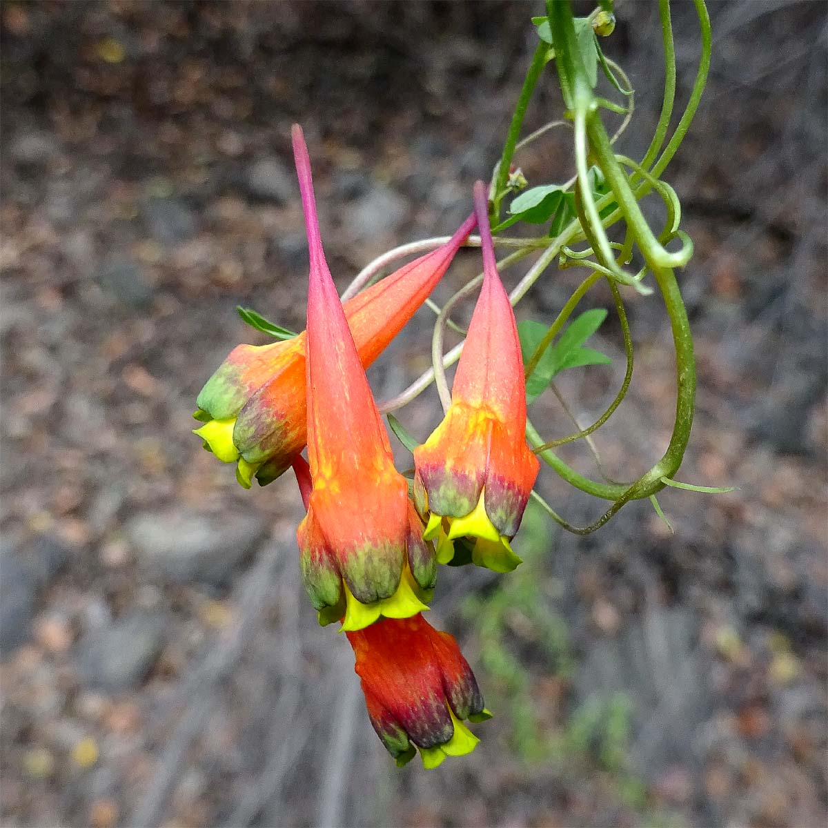 Image of Tropaeolum tricolor specimen.