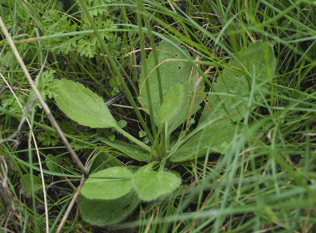 Image of Ranunculus bullatus specimen.