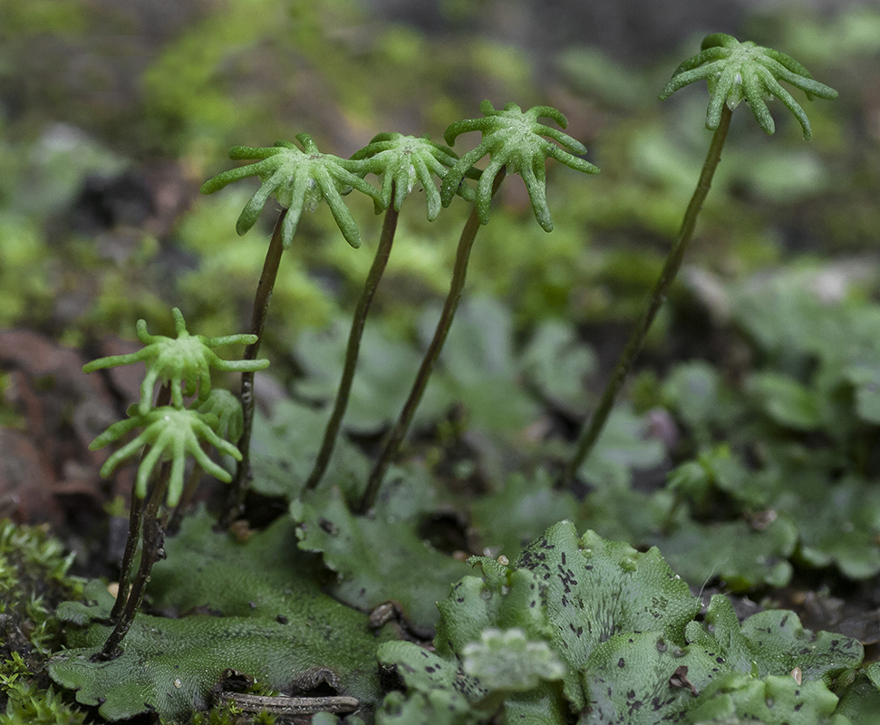 Изображение особи Marchantia polymorpha.