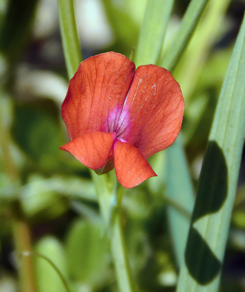 Image of Lathyrus sphaericus specimen.