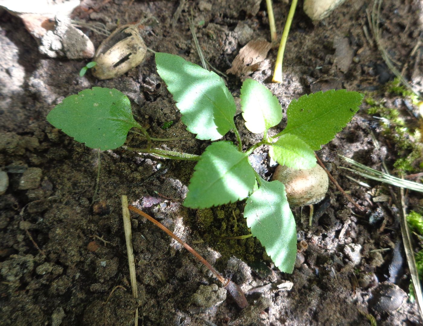 Image of Veronica longifolia specimen.