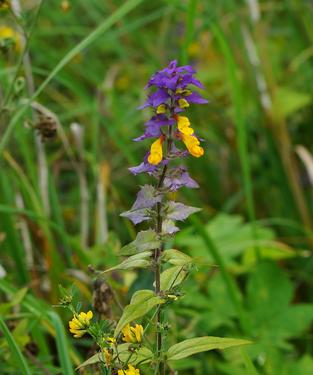 Изображение особи Melampyrum nemorosum.