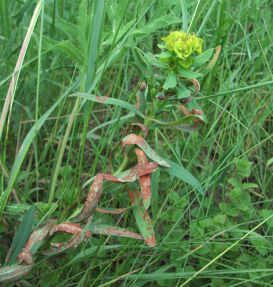 Изображение особи Euphorbia iberica.