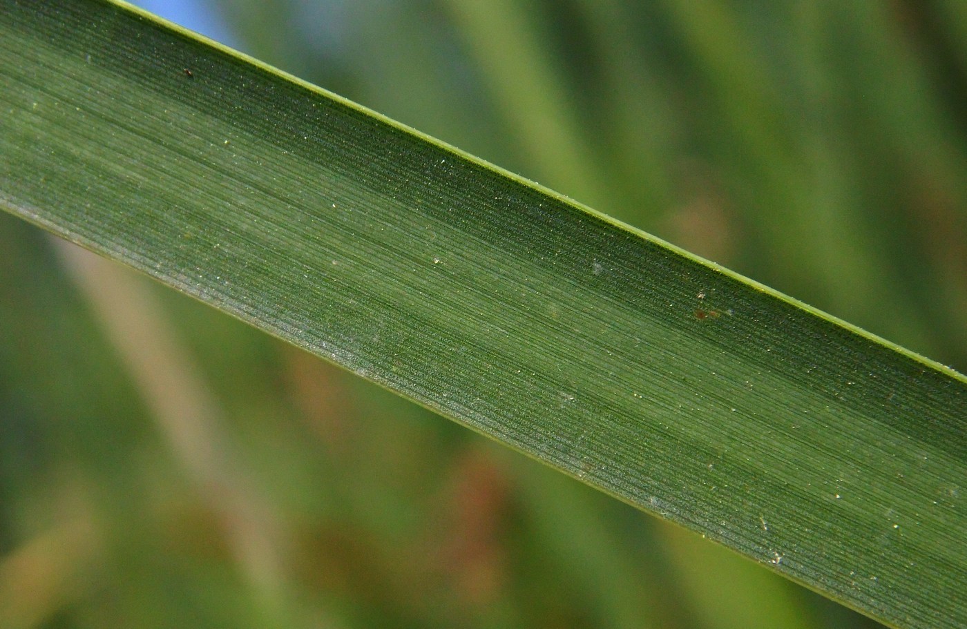 Изображение особи Typha angustifolia.