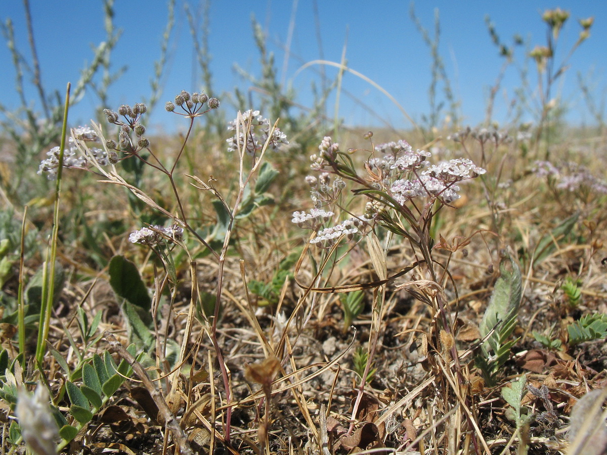 Image of Aphanopleura capillifolia specimen.