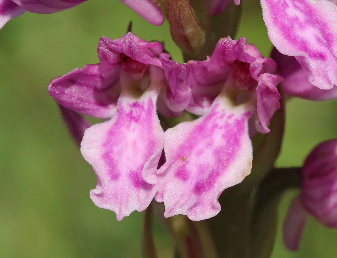 Изображение особи Dactylorhiza iberica.