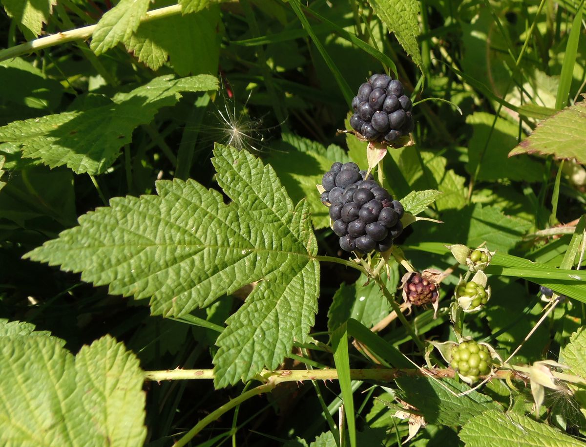 Image of Rubus caesius specimen.