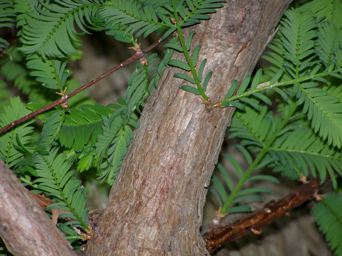 Изображение особи Metasequoia glyptostroboides.