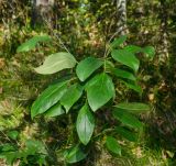 Rhamnus cathartica