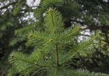 Abies lasiocarpa variety arizonica. Верхушка веточки. Санкт-Петербург, Ботанический сад БИН РАН, дендрарий. 10.09.2020.