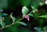 Symphoricarpos albus variety laevigatus. Верхушка побега с соцветиями и завязавшимися плодами. Московская обл., г. Железнодорожный, в культуре. 11.10.2020.