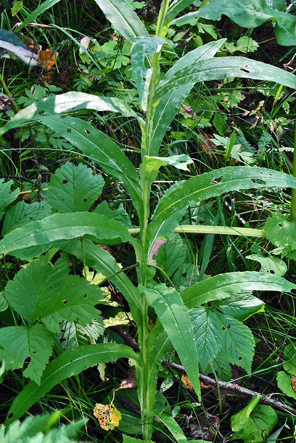 Image of Saussurea parviflora specimen.