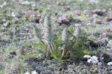 Pedicularis rubens