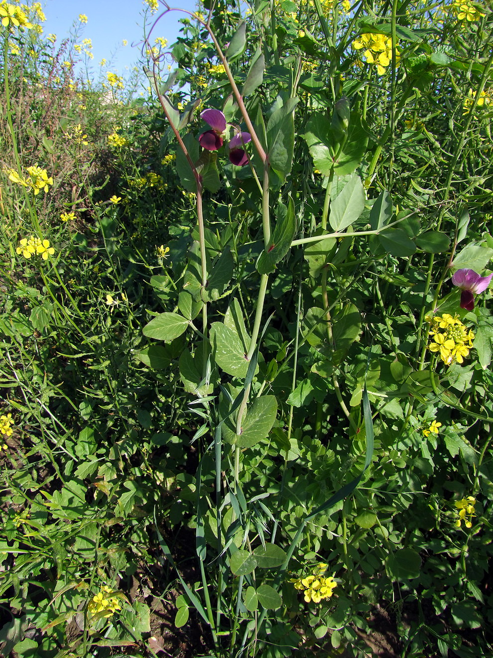 Image of Pisum sativum specimen.