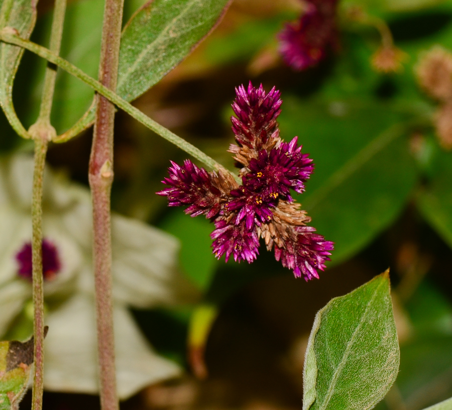 Image of Alternanthera porrigens specimen.