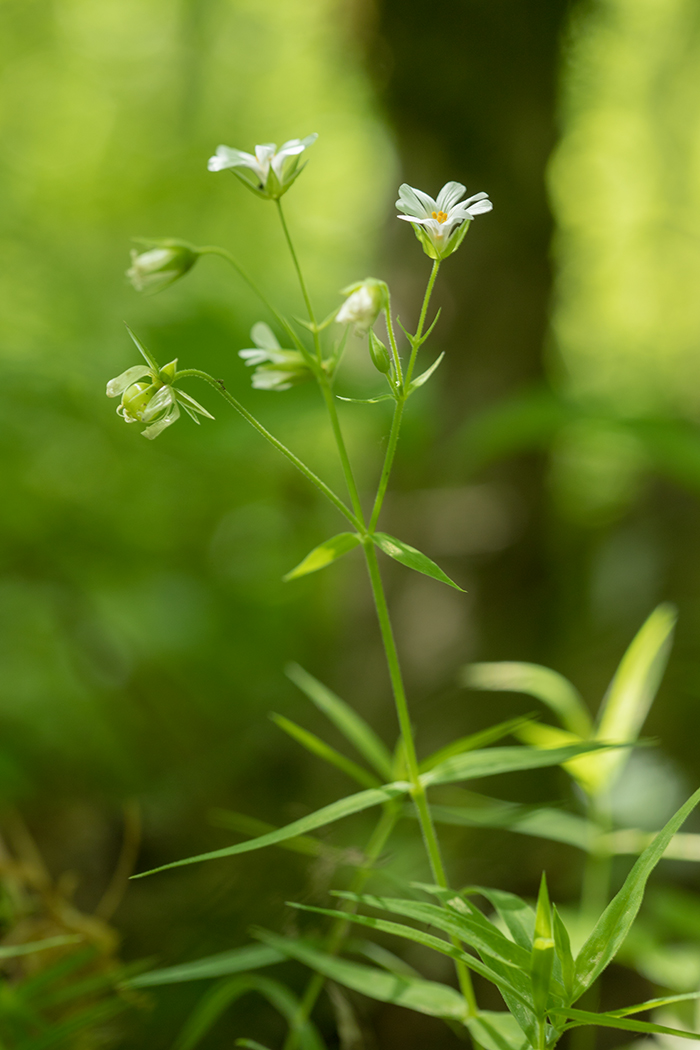 Изображение особи Stellaria holostea.