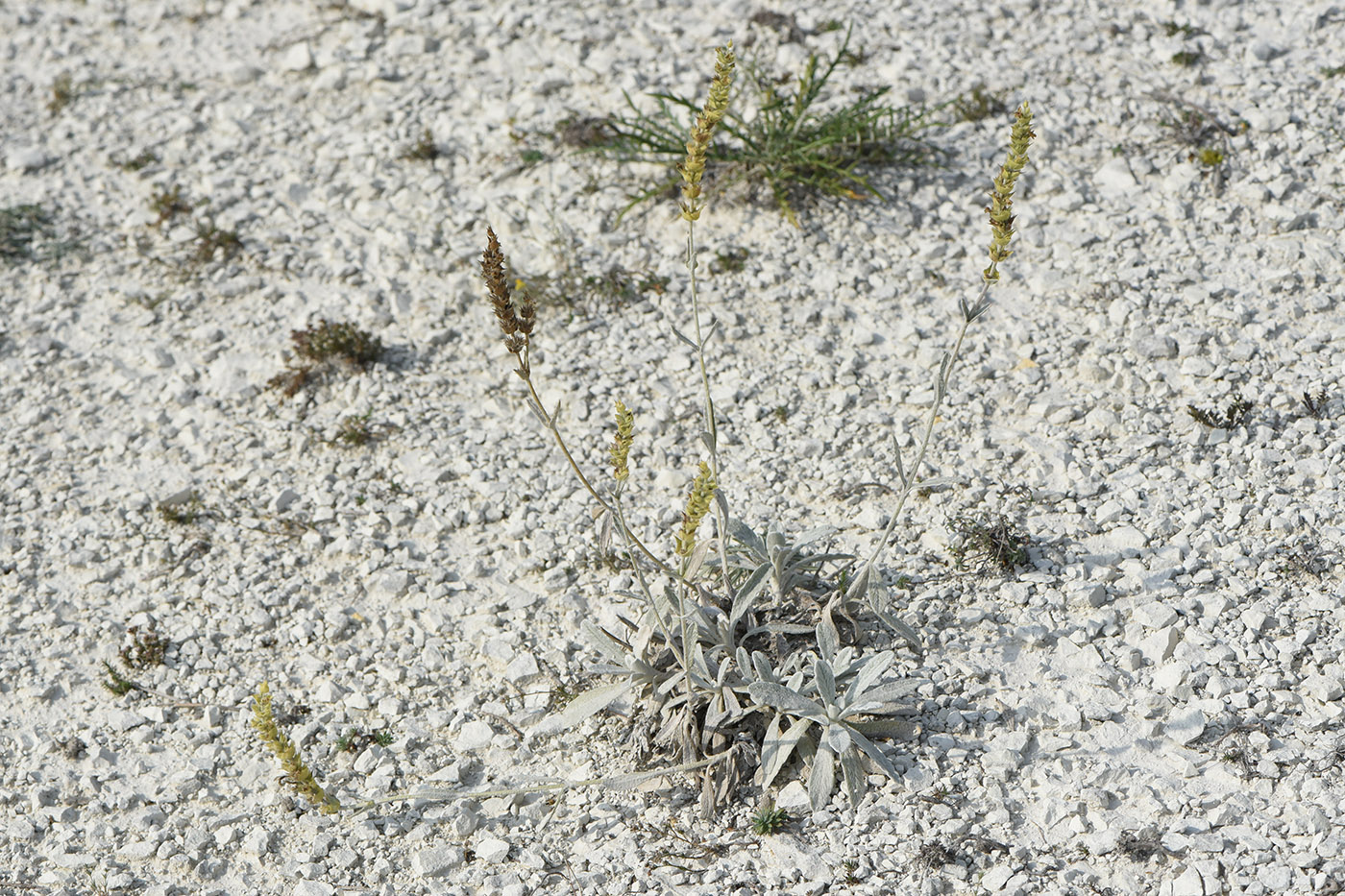 Image of Sideritis taurica specimen.