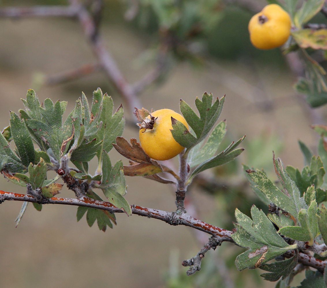 Image of Crataegus pojarkovae specimen.