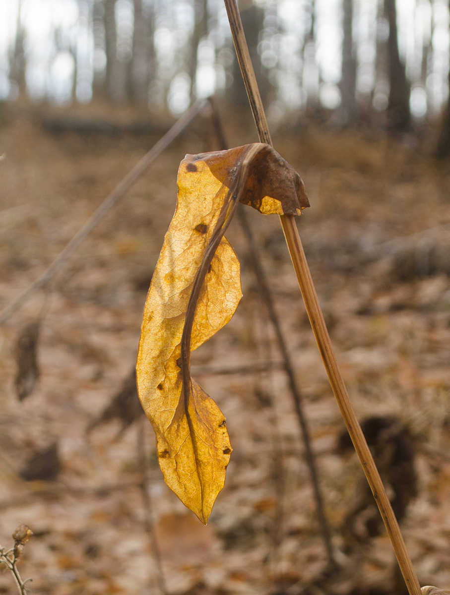 Image of Bupleurum longifolium ssp. aureum specimen.