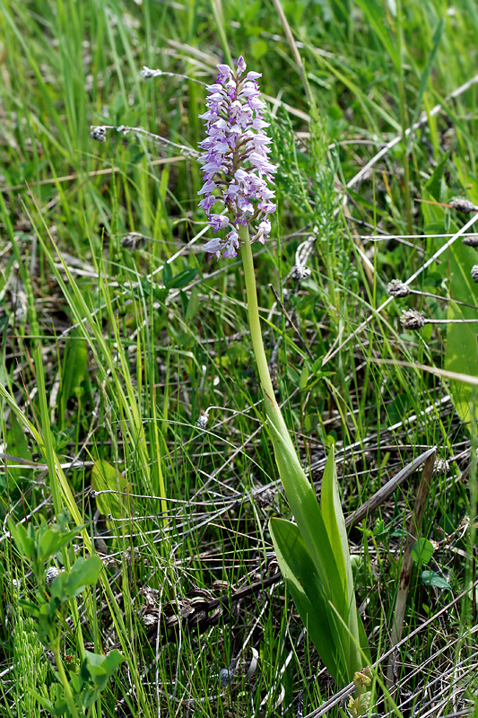 Image of Orchis militaris specimen.