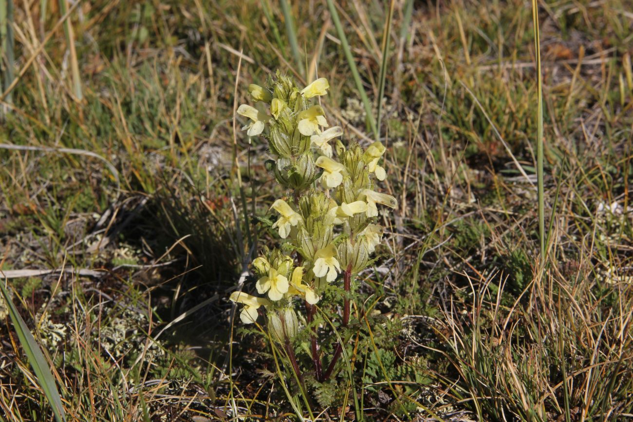 Image of Pedicularis abrotanifolia specimen.