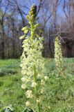 View full-size image Eremurus lachnostegius