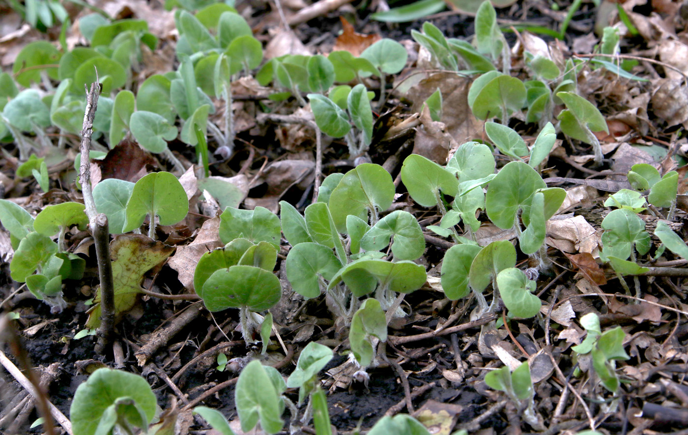 Изображение особи Asarum europaeum.