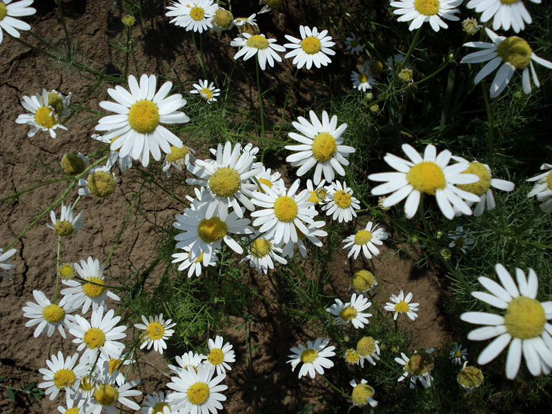 Image of Tripleurospermum inodorum specimen.