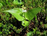 Maianthemum dilatatum