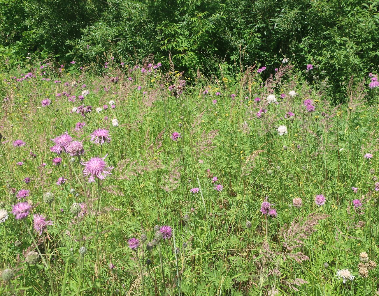 Изображение особи Centaurea scabiosa.